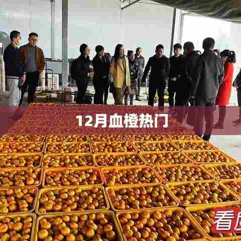 12月血橙热潮来袭，时尚必备果品