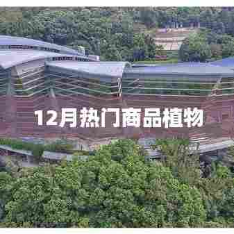12月热销植物，精选热门商品