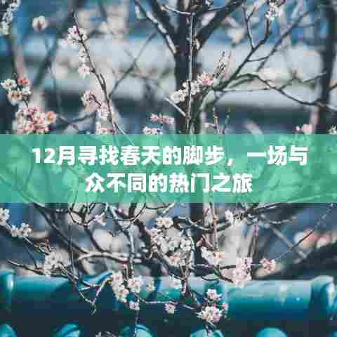 12月踏春之旅，与众不同的热门目的地探寻