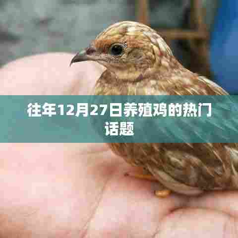 往年12月27日养鸡热点话题聚焦