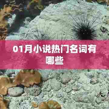 『一月小说热门词汇一网打尽』