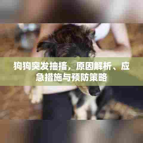 狗狗突发抽搐，原因解析、应急措施与预防策略