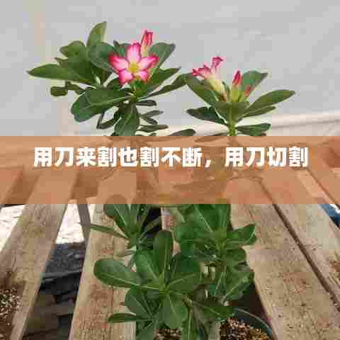 用刀来割也割不断，用刀切割 