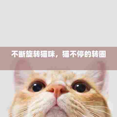 不断旋转猫咪，猫不停的转圈 