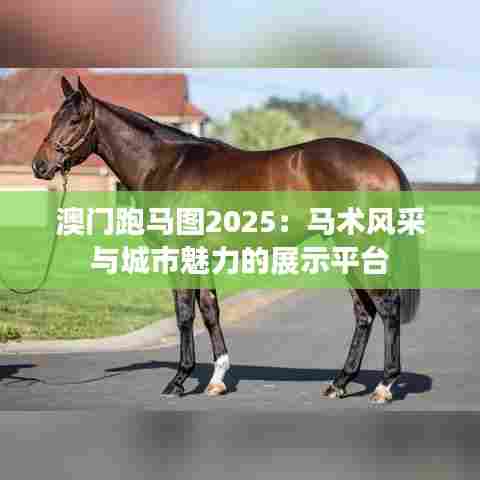 澳门跑马图2025：马术风采与城市魅力的展示平台