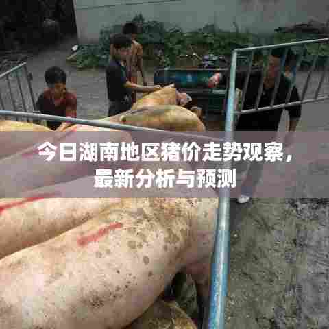 今日湖南地区猪价走势观察，最新分析与预测