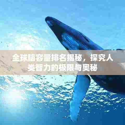 全球脑容量排名揭秘，探究人类智力的极限与奥秘