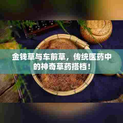 金钱草与车前草，传统医药中的神奇草药搭档！
