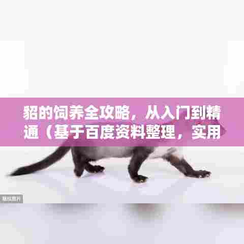 貂的饲养全攻略，从入门到精通（基于百度资料整理，实用指南）