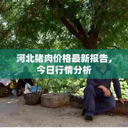 河北猪肉价格最新报告，今日行情分析