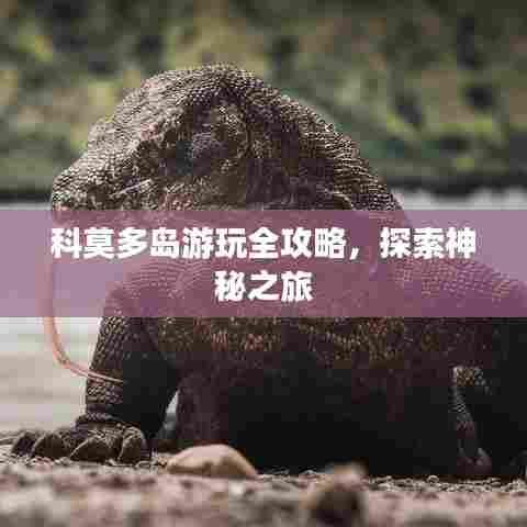 科莫多岛游玩全攻略，探索神秘之旅