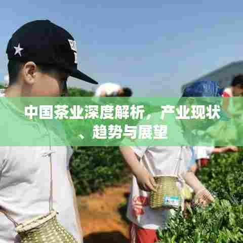 中国茶业深度解析,产业现状、趋势与展望