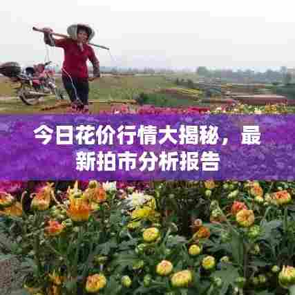 今日花价行情大揭秘,最新拍市分析报告