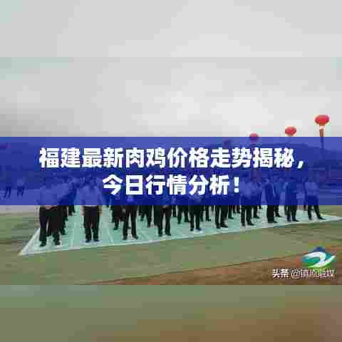 福建最新肉鸡价格走势揭秘，今日行情分析！