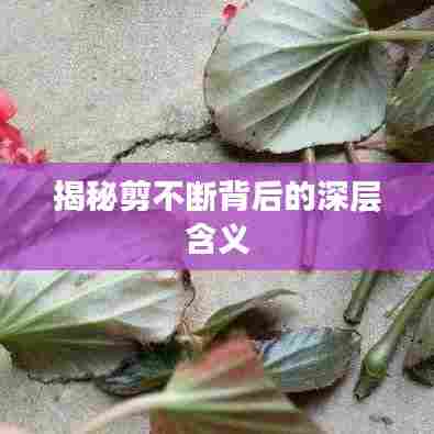 揭秘剪不断背后的深层含义