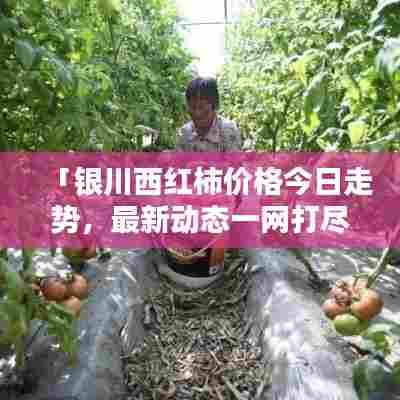 「银川西红柿价格今日走势，最新动态一网打尽」