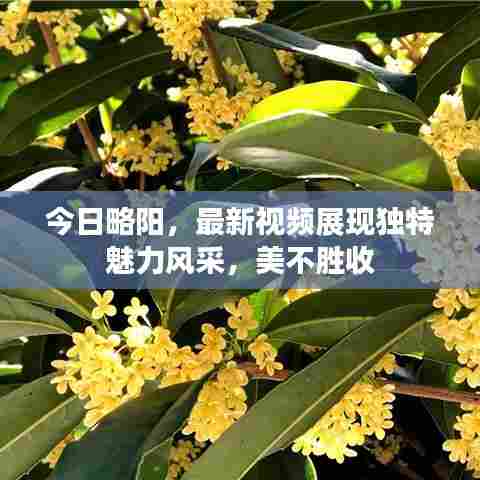 今日略阳，最新视频展现独特魅力风采，美不胜收