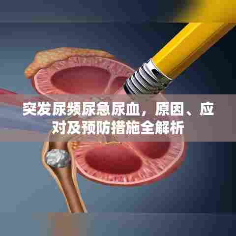 突发尿频尿急尿血，原因、应对及预防措施全解析