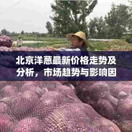 北京洋葱最新价格走势及分析，市场趋势与影响因素揭秘