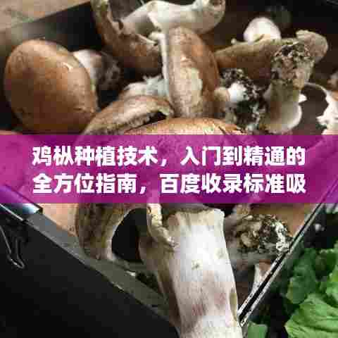鸡枞种植技术，入门到精通的全方位指南，百度收录标准吸睛标题