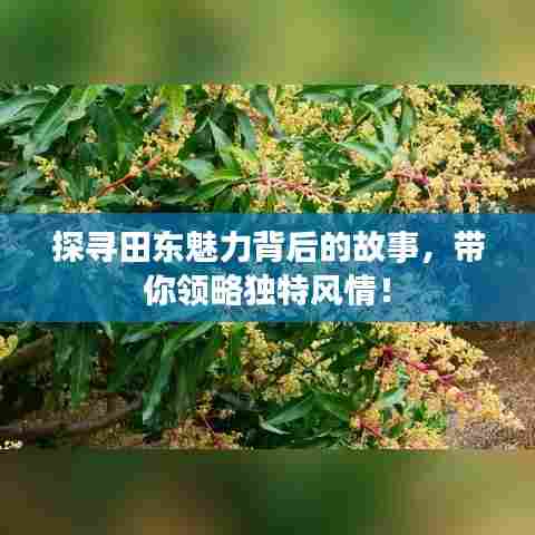 探寻田东魅力背后的故事,带你领略独特风情!