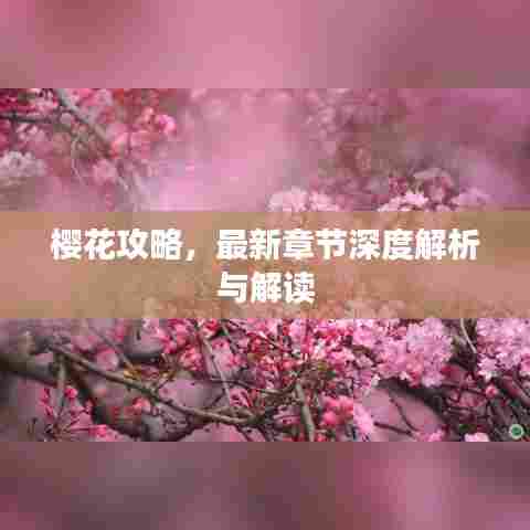 樱花攻略，最新章节深度解析与解读