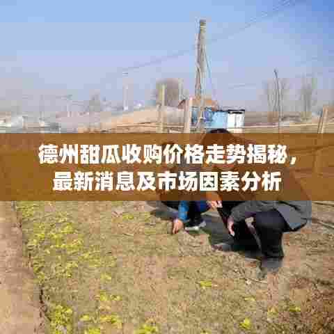 德州甜瓜收购价格走势揭秘，最新消息及市场因素分析