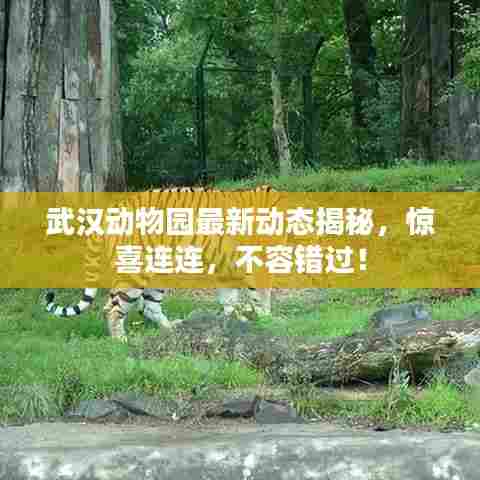 武汉动物园最新动态揭秘，惊喜连连，不容错过！