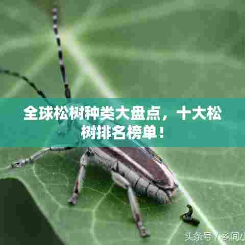 全球松树种类大盘点，十大松树排名榜单！