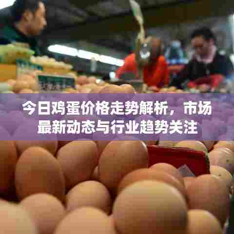 今日鸡蛋价格走势解析，市场最新动态与行业趋势关注