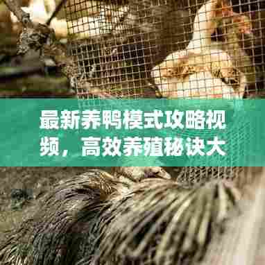 最新养鸭模式攻略视频，高效养殖秘诀大揭秘！