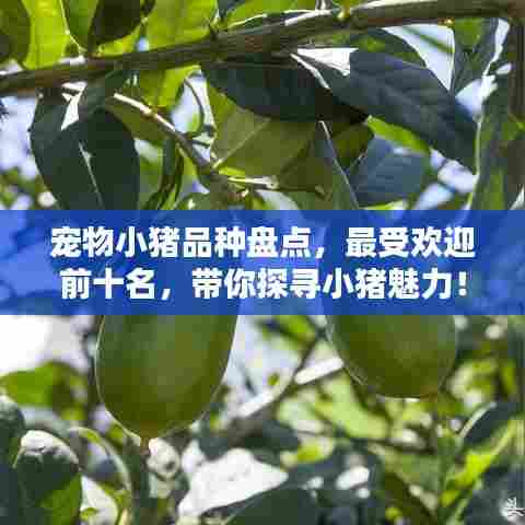 宠物小猪品种盘点，最受欢迎前十名，带你探寻小猪魅力！