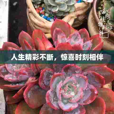 人生精彩不断，惊喜时刻相伴