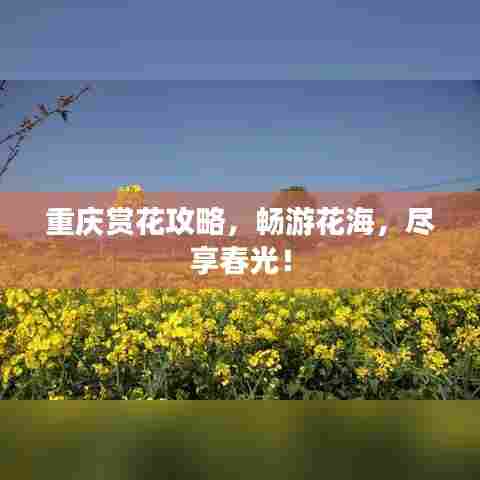 重庆赏花攻略，畅游花海，尽享春光！