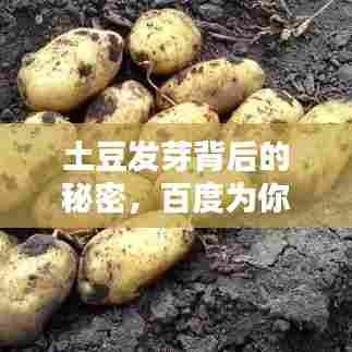 土豆发芽背后的秘密，百度为你揭秘！