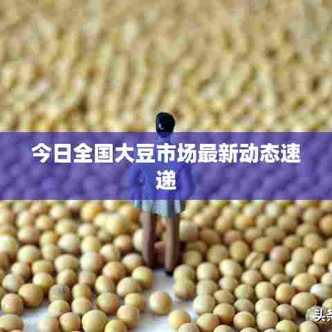 今日全国大豆市场最新动态速递