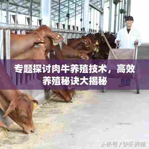 专题探讨肉牛养殖技术，高效养殖秘诀大揭秘