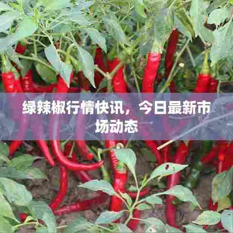 绿辣椒行情快讯,今日最新市场动态