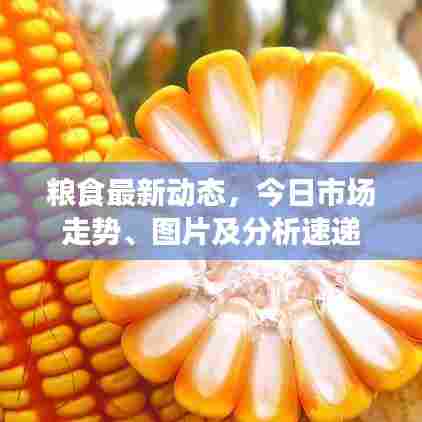 粮食最新动态,今日市场走势、图片及分析速递