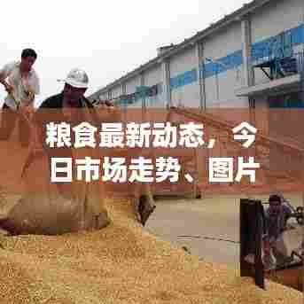粮食最新动态,今日市场走势、图片及分析速递