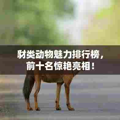 豺类动物魅力排行榜，前十名惊艳亮相！