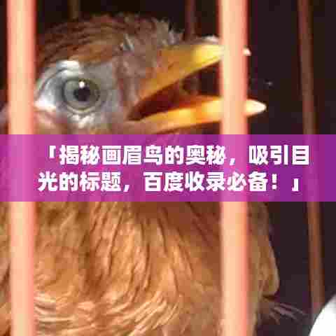 「揭秘画眉鸟的奥秘,吸引目光的标题,百度收录必备!」