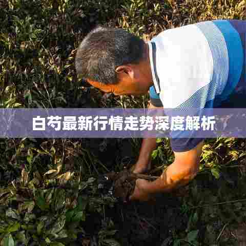 白芍最新行情走势深度解析