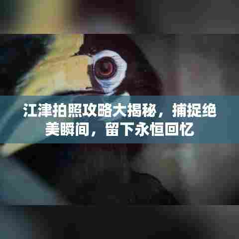 江津拍照攻略大揭秘，捕捉绝美瞬间，留下永恒回忆