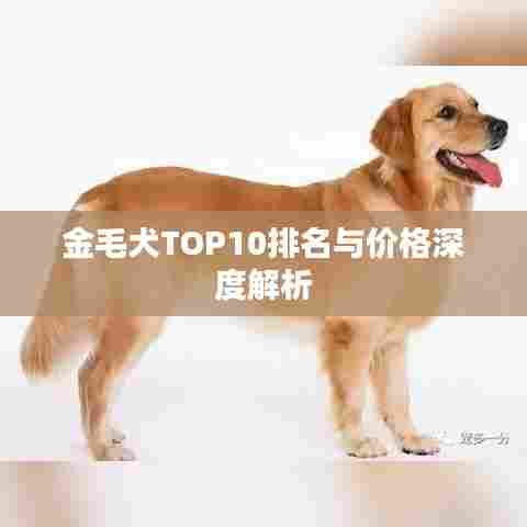 金毛犬TOP10排名与价格深度解析
