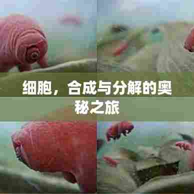 细胞，合成与分解的奥秘之旅
