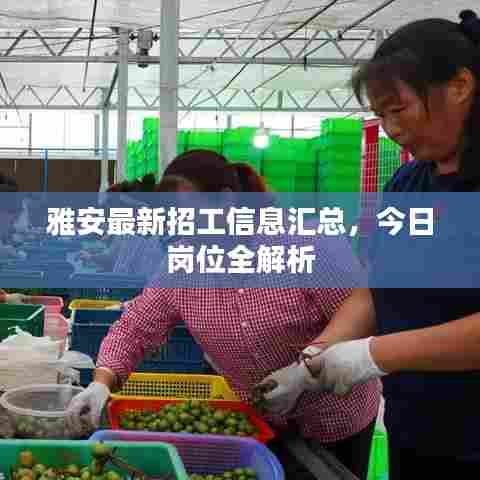 雅安最新招工信息汇总,今日岗位全解析