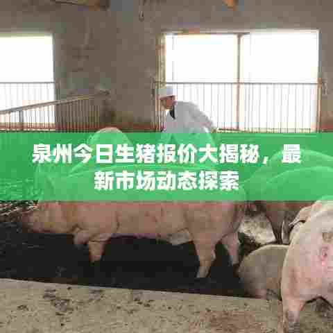 泉州今日生猪报价大揭秘，最新市场动态探索