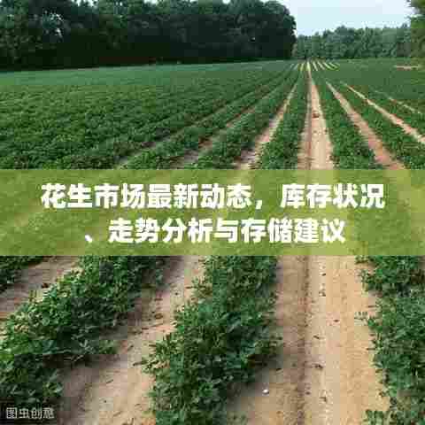 花生市场最新动态，库存状况、走势分析与存储建议