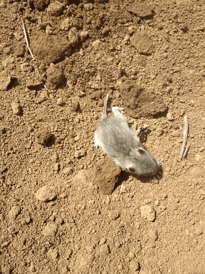 硕鼠 官方下载,安全评估策略|Plus_v7.950